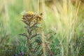 Summer meadow, green grass field with Carline thistle Carlina vulgaris wildflower in warm sunlight Royalty Free Stock Photo