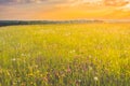 Summer meadow, green grass field and wildflowers in warm sunlight. Early morning sunrise on the fields. Nature, environment Royalty Free Stock Photo