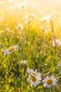 Summer meadow, green grass field and wildflowers in warm sunlight, soft focus, warm pastel tones. Abstract nature background Royalty Free Stock Photo