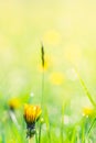 Summer meadow, green grass field and wildflowers in warm sunlight, soft focus, warm pastel tones. Abstract nature background Royalty Free Stock Photo