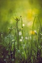 Summer meadow, green grass field and wildflowers in warm sunlight, soft focus, warm pastel tones. Abstract nature background Royalty Free Stock Photo