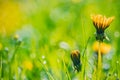 Summer meadow, green grass field and wildflowers in warm sunlight, soft focus, warm pastel tones. Abstract nature background Royalty Free Stock Photo