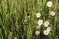 Green field with various flowers on a bright sunny day Royalty Free Stock Photo