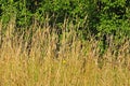 Meadow with dry grass in summer Royalty Free Stock Photo