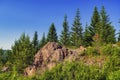 Summer meadow landscape with green grass and wild flowers on the background of a coniferous forest Royalty Free Stock Photo