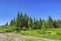 Summer meadow landscape with green grass and wild flowers on the background of a coniferous forest Royalty Free Stock Photo