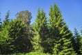 Summer meadow landscape with green grass and wild flowers on the background of a coniferous forest Royalty Free Stock Photo