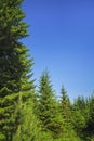 Summer meadow landscape with green grass and wild flowers on the background of a coniferous forest Royalty Free Stock Photo