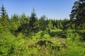 Summer meadow landscape with green grass and wild flowers on the background of a coniferous forest Royalty Free Stock Photo