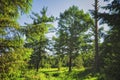 Summer meadow landscape with green grass and wild flowers on the background of a coniferous forest Royalty Free Stock Photo