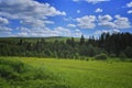 Summer meadow landscape with green grass and wild flowers on the background of a coniferous forest and blue sky. Royalty Free Stock Photo