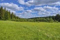 Summer meadow landscape with green grass and wild flowers on the background of a coniferous forest and blue sky. Royalty Free Stock Photo