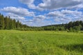 Summer meadow landscape with green grass and wild flowers on the background of a coniferous forest and blue sky. Royalty Free Stock Photo