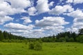 Summer meadow landscape with green grass and wild flowers on the background of a coniferous forest and blue sky Royalty Free Stock Photo