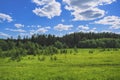 Summer meadow landscape with green grass and wild flowers on the background of a coniferous forest and blue sky Royalty Free Stock Photo