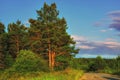 Summer meadow landscape with green grass and wild flowers on the background of a forest and mountains. Royalty Free Stock Photo