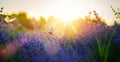 Summer meadow with many summer lavender flowers and butterflies on a sunny day Royalty Free Stock Photo