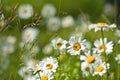 Summer Meadow Royalty Free Stock Photo