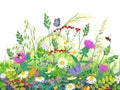 Summer Meadow Plants and Insects