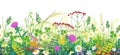 Summer Meadow Plants Seamless Border Royalty Free Stock Photo