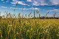 Summer meadow with plants with timothy-grass and daisies, field