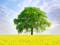 Summer meadow with flowers and big tree