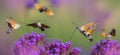 Summer meadow with red poppies and Hawk Moths Hummingbirds