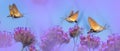 Summer meadow with red poppies and Hawk Moths Hummingbirds