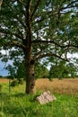 Summer meadow with red poppies among wheat, big tree and stone, picturesque countryside Royalty Free Stock Photo