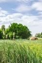 Summer meadow with reeds near the river  in the sunny day. Beautiful summer landscape Royalty Free Stock Photo