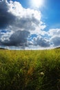 Summer meadow and sky Royalty Free Stock Photo