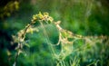 Summer meadow with spider webs Royalty Free Stock Photo