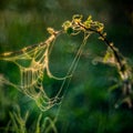 Summer meadow with spider webs Royalty Free Stock Photo