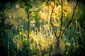 Summer meadow with spider webs in the morning Royalty Free Stock Photo