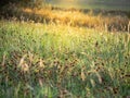 Sunny grass in the nature.