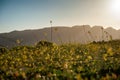 Summer meadow in sunset backlight, green grass field and wildflowers in warm sunlight, mountains in background, soft focus, warm Royalty Free Stock Photo