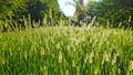 Summer meadow surrounded by trees. Lush green grass with tall fluffy spikelets Royalty Free Stock Photo