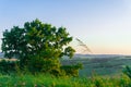 Summer meadow with tiny flowers and big lonely tree on the forefront and pink light sunrise over countrytside Royalty Free Stock Photo