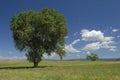 Summer meadow in western Colorado Royalty Free Stock Photo