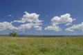 Summer meadow in western Colorado Royalty Free Stock Photo