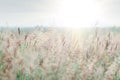 Summer meadow with wild grasses at sunset. Soft focus Royalty Free Stock Photo