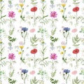 Watercolor wild flowers seamless pattern. Hand painted meadow flowers on white background. Summer floral illustration Royalty Free Stock Photo