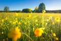 Summer meadow. Yellow flowers on rural field on sunny clear day. Meadow background. Scenic morning landscape