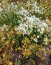 Summer meadows. Chamomile and St. John`s wort.