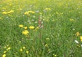 Summer meadows flowers