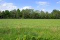 Summer meadows and forests in game reserve with the territory of Lower Morava