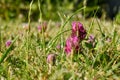 Summer meadows purple clover bloomed