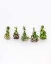 Summer medical herbs bunches