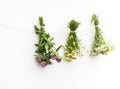 Summer medical herbs bunches Royalty Free Stock Photo