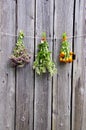 Summer medical herbs bunches on wooden wall Royalty Free Stock Photo